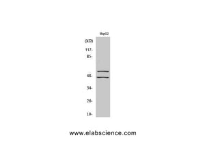 Phospho-JNK1/2/3 (Tyr185) Polyclonal Antibody