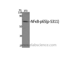Phospho-NF?B-p65 (Ser311) Polyclonal Antibody