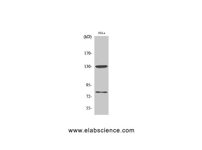 Phospho-ADD1/2 (Ser726/713) Polyclonal Antibody