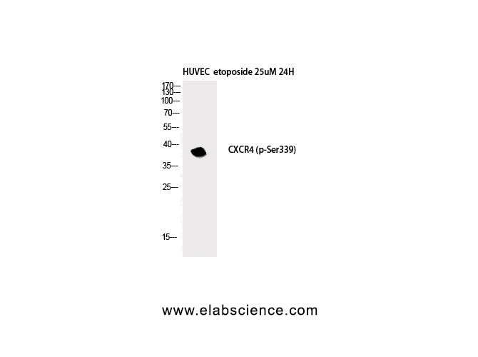 Phospho-CXCR4 (Ser339) Polyclonal Antibody