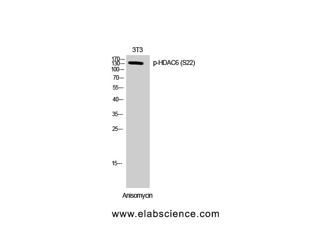 Phospho-HDAC6 (Ser22) Polyclonal Antibody