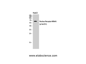Phospho-NR4A1 (Ser351) Polyclonal Antibody