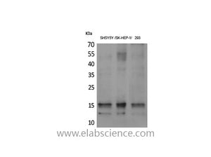 Phospho-SNCA (Tyr125) Polyclonal Antibody