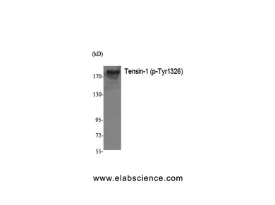 Phospho-TNS1 (Tyr1326) Polyclonal Antibody