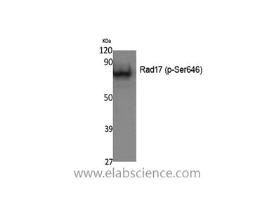 Phospho-RAD17 (Ser646) Polyclonal Antibody