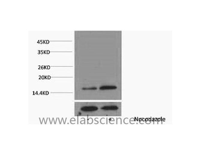 Phospho-Histone H3 (Thr3) Polyclonal Antibody