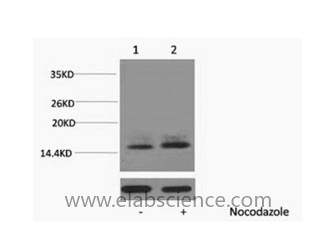 Phospho-Histone H1 (Thr3) Polyclonal Antibody