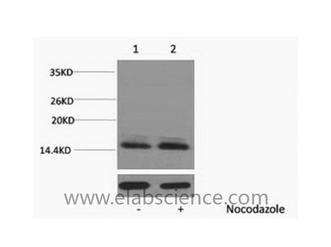 Phospho-Histone H2B (Ser14) Polyclonal Antibody