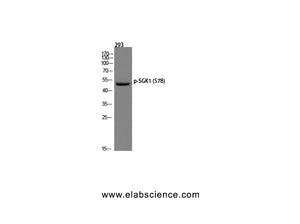 Phospho-SGK1 (Ser78) Polyclonal Antibody
