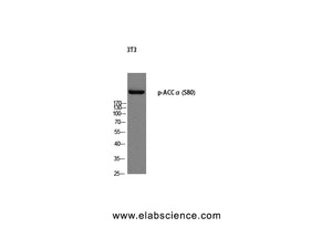 Phospho-ACACA (Ser80) Polyclonal Antibody