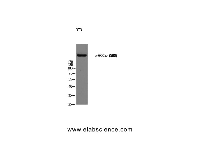 Phospho-ACACA (Ser80) Polyclonal Antibody