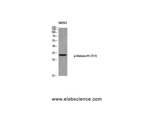 Phospho-Histone H1 (Thr17) Polyclonal Antibody