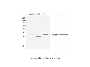 Phospho-DREAM (Ser63) Polyclonal Antibody