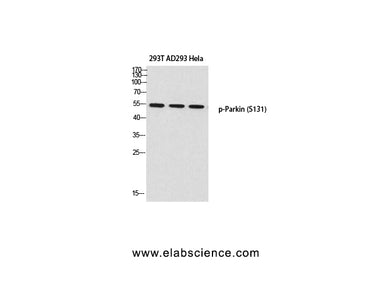 Phospho-PRKN (Ser131) Polyclonal Antibody