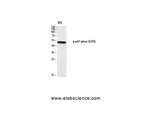 Phospho-p47-phox (Ser370) Polyclonal Antibody