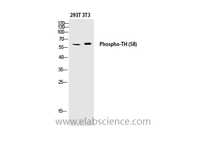 Phospho-TH (Ser8) Polyclonal Antibody