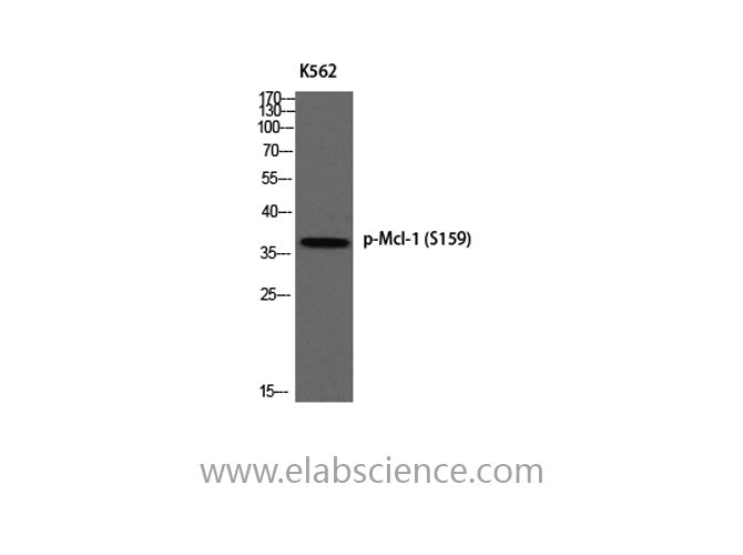Phospho-MCL1 (Ser159) Polyclonal Antibody