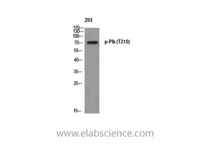Phospho-PLK1 (Thr210) Polyclonal Antibody