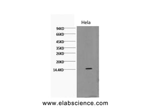 Di-Methyl-Histone H3 (Lys79) Monoclonal Antibody