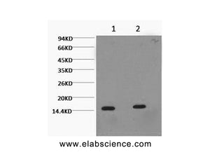 Tri-Methyl-Histone H3 (Lys36) Monoclonal Antibody