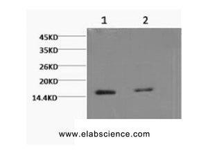 Tri-Methyl-Histone H3 (Lys79) Monoclonal Antibody