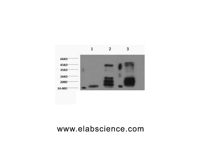 Di-Methyl-Histone H3 (Lys27) Monoclonal Antibody