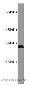 14-3-3 theta Monoclonal Antibody