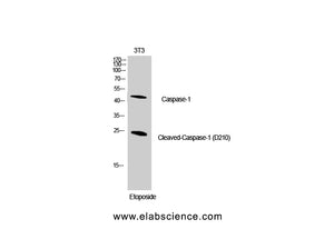 Cleaved-CASP1 (D210) Polyclonal Antibody