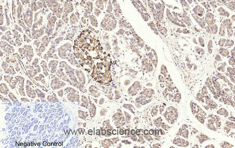 Cleaved-CASP3 p17 (D175) Polyclonal Antibody