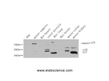 Cleaved-CASP3 p17 (D175) Polyclonal Antibody