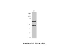 Cleaved-CASP8 (D384) Polyclonal Antibody