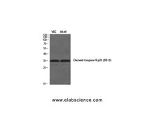 Cleaved-CASP9 p35 (D315) Polyclonal Antibody
