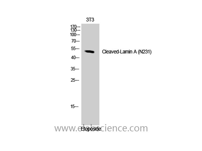 Cleaved-LMNA (N231) Polyclonal Antibody