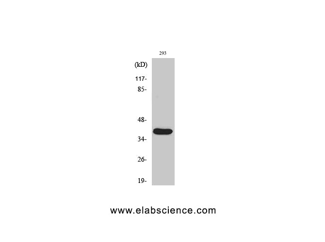 Cleaved-MMP23A (Y79) Polyclonal Antibody