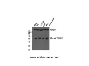 Cleaved-NOTCH4 (V1432) Polyclonal Antibody