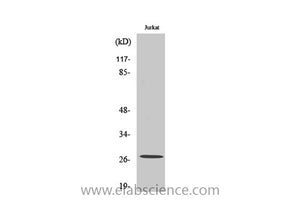 Cleaved-COL4A3 (P1426) Polyclonal Antibody