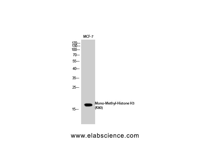 Mono-Methyl-Histone H3 (Lys80) Polyclonal Antibody