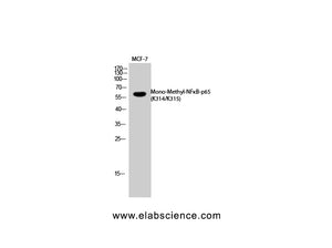 Mono-Methyl-NF?B-p65 (Lys314/Lys315) Polyclonal Antibody