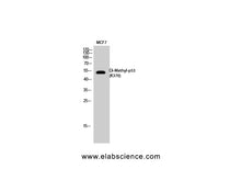 Di-Methyl-P53 (Lys370) Polyclonal Antibody