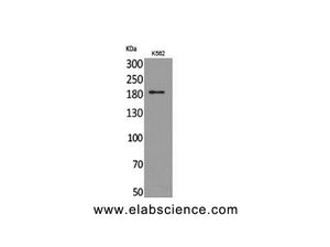 CD169 Polyclonal Antibody