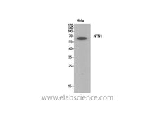 NTN1 Polyclonal Antibody
