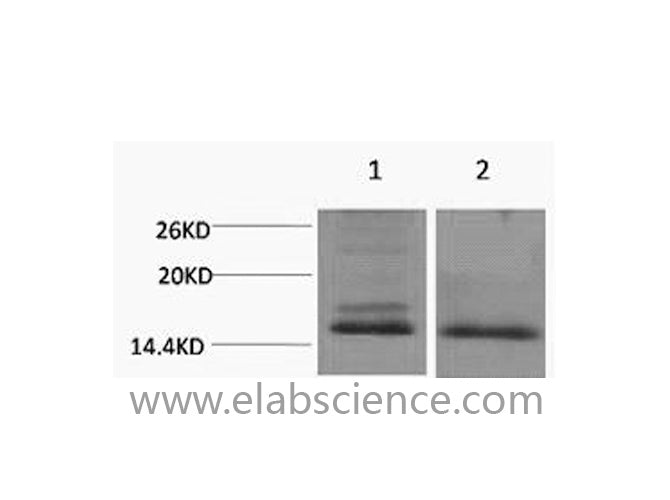 Di-Methyl-Histone H4 (Lys59) Polyclonal Antibody