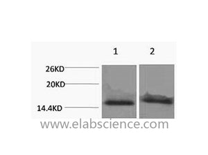 Tri-Methyl-Histone H4 (Lys59) Polyclonal Antibody