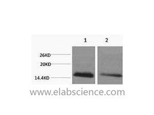 Mono-Methyl-Histone H2B (Lys5) Polyclonal Antibody