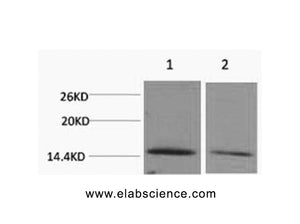 Di-Methyl-Histone H2B (Lys43) Polyclonal Antibody
