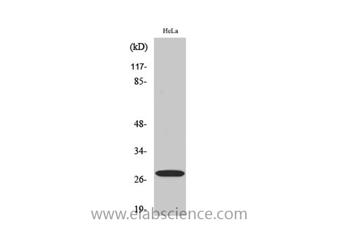 14-3-3 zeta/delta Polyclonal Antibody