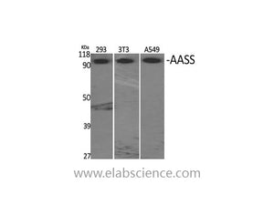 AASS Polyclonal Antibody