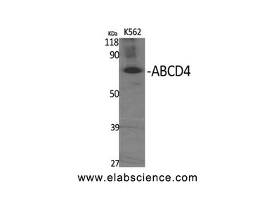 ABCD4 Polyclonal Antibody