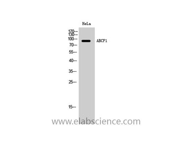 ABCF1 Polyclonal Antibody