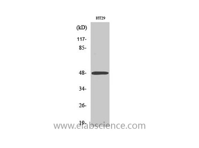 ABHD2 Polyclonal Antibody